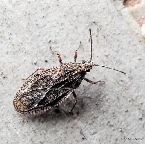 Physatocheila variegata