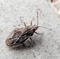 Physatocheila variegata thumbnail 1
