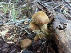 Armillaria solidipes thumbnail 1