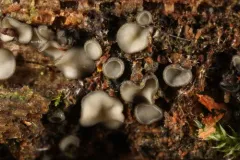 Mollisia fusca thumbnail 2