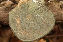 rollrim mould thumbnail 2