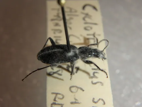 Cyclotrachelus sigillatus