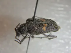 Sachalinobia rugipennis thumbnail 1