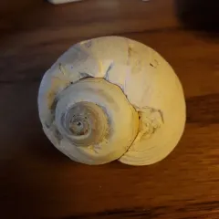 Northern Moonsnail thumbnail 4