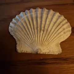 Atlantic Bay Scallop thumbnail 4