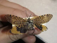 Oligostomis ocelligera thumbnail 3