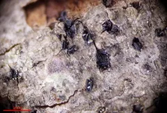 Hysteropatella prostii thumbnail 2