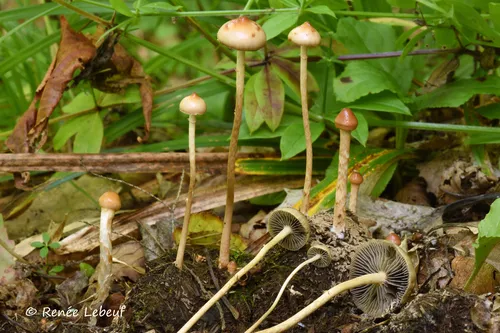 Protostropharia luteonitens