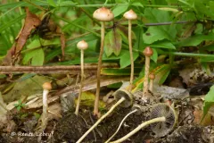Protostropharia luteonitens thumbnail 1
