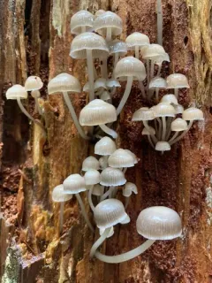 Mycena laevigata thumbnail 3