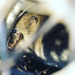 Eastern Meadow Vole thumbnail 4