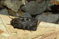 Flat Dart thumbnail 3