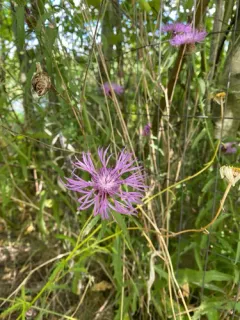 Meadow Knapweed thumbnail 2