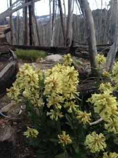 High Mountain Penstemon thumbnail 2