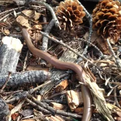 Northern Rubber Boa thumbnail 3