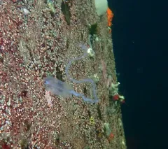 Common Siphonophore thumbnail 2