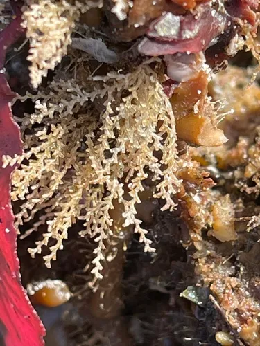 Xingyurella turgida