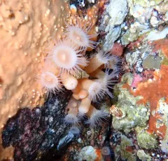 Tubeworm Hermit thumbnail 2