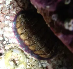 Remarkable Red Chiton thumbnail 2