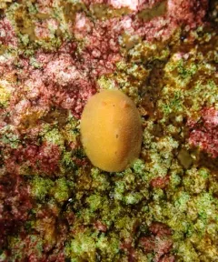 Red Aldisa thumbnail 2