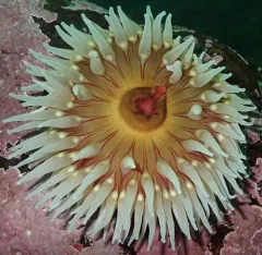 fish-eating anemone thumbnail 4