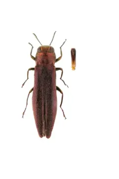 Willow Gall Limb Borer thumbnail 4