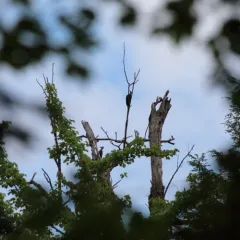 Pileated Woodpecker thumbnail 5