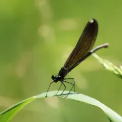 Ebony Jewelwing thumbnail 3