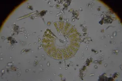 Meridion circulare thumbnail 2