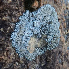 Blue-gray Rosette Lichen thumbnail 2