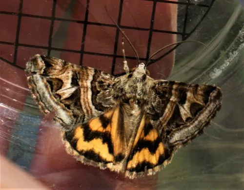 Drasteria parallela