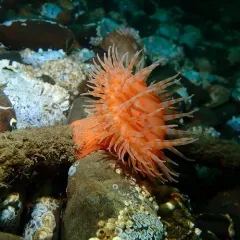 Apple Anemone thumbnail 3