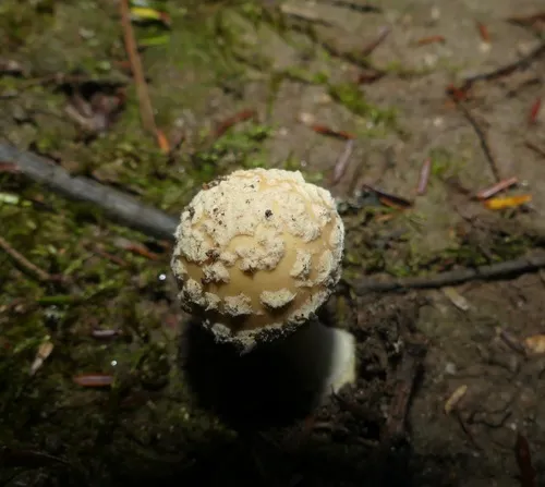 Little Straw-Colored Amanita