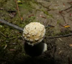 Little Straw-Colored Amanita thumbnail 1
