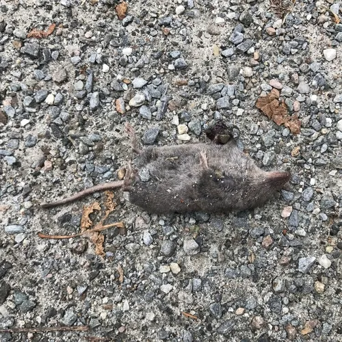 Smoky Shrew