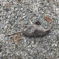 Smoky Shrew thumbnail 1