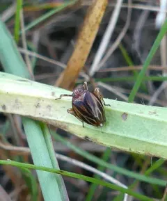 Black Leaf-leg thumbnail 4