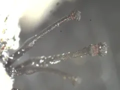 Caliciopsis calicioides thumbnail 1