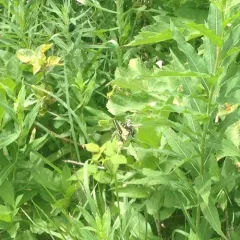 Anise Swallowtail thumbnail 3