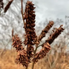 false indigo bush thumbnail 4