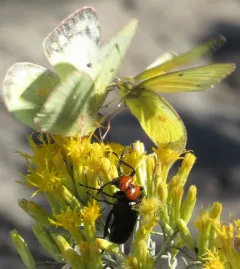Lytta vulnerata thumbnail 2