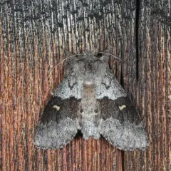 Four-spotted Gluphisia Moth thumbnail 1