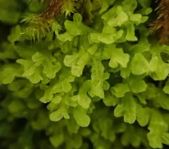 Downy Veilwort thumbnail 2