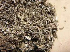 Peg Lichen thumbnail 2
