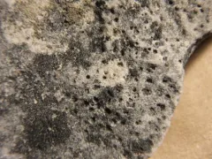 Bagliettoa calciseda thumbnail 3