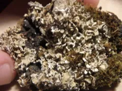 Cladonia dahliana thumbnail 1
