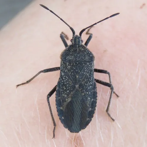 Squash Bug