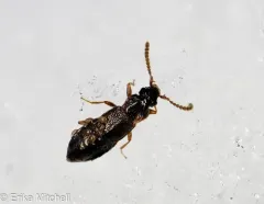 winter rove beetle thumbnail 4