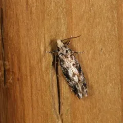 European grain moth thumbnail 4