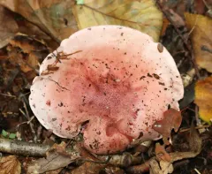 pinkmottle woodwax thumbnail 2